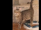 À adopter : chat tigré d’un an