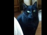 À la recherche d’une famille : chat noir de 7 ans