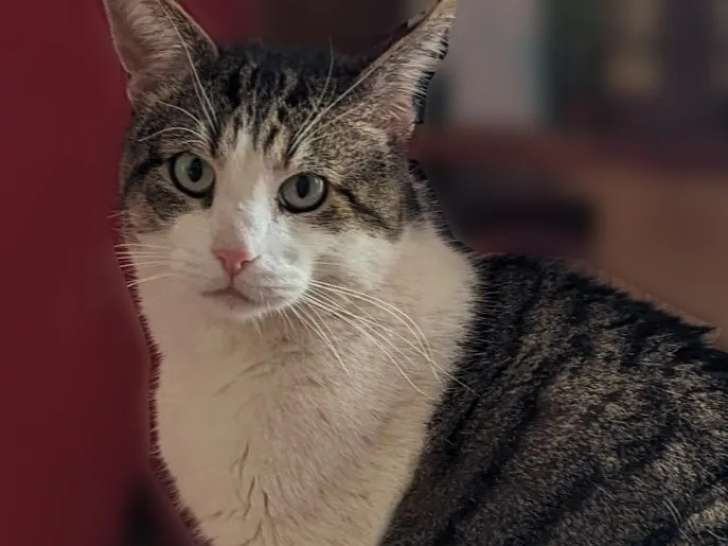 En attente d’adoption : chat tigré et blanc de 3 ans