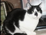 Disponible à l’adoption : chat noir et blanc de 6 ans