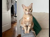 Disponible à l’adoption : chat abricot de 2 ans