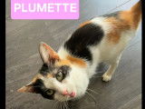 En attente d’adoption : chatte tricolore de 2 ans