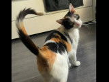 En attente d’adoption : chatte tricolore de 2 ans