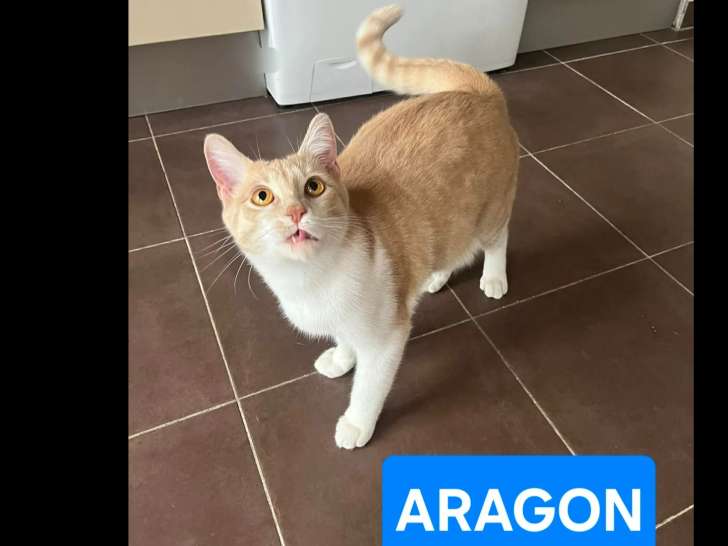 À adopter : chaton mâle roux et blanc de 9 mois