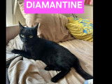 Disponible à l’adoption : chatte noire de 2 ans