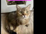 Adoption disponible : chatte Munchkin beige de 2 ans