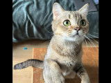 Adoption disponible : chatte Munchkin beige de 2 ans