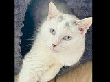 À accueillir : chat blanc avec marque noire de 4 ans