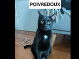 À adopter : chat noir de 2 ans