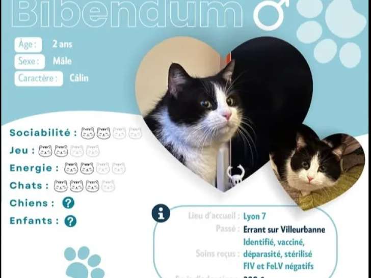 Prêt pour l’adoption : chat noir et blanc de 2 ans