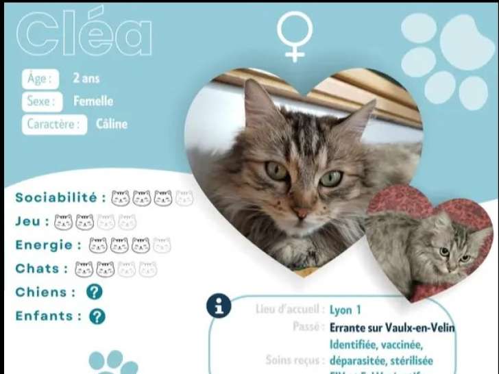 À adopter : chatte tigrée de 2 ans