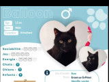 Adoption disponible : chat noir d’un an