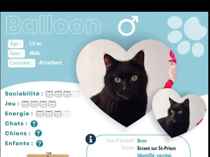 Adoption disponible : chat noir d’un an