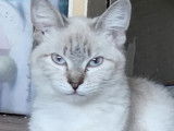 À adopter : chaton femelle Siamois bleu et blanc de 5 mois