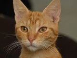 Adoption disponible : chaton mâle roux de 6 mois