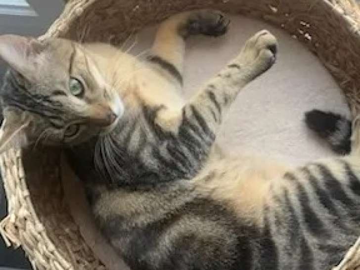 À la recherche d’une famille : chaton mâle tigré de 2 mois