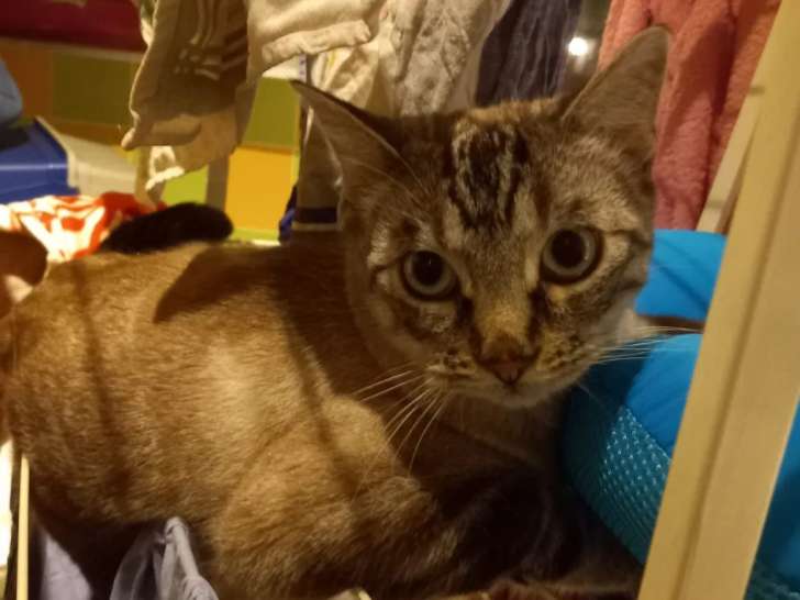 En attente d’un foyer : chat tigré de 2 ans