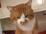 En quête d’un foyer : chat roux et blanc de 2 ans