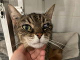À accueillir : chatte tigrée de 13 ans