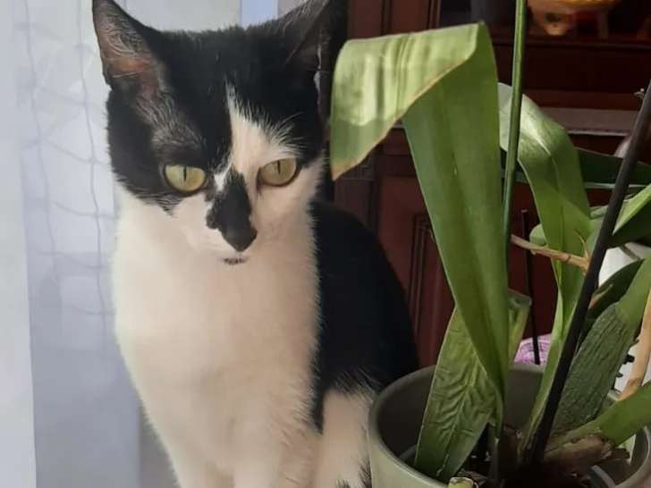 À adopter : chaton femelle noir et blanc de 9 mois