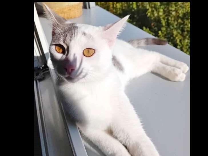 À la recherche d’une famille : chat blanc avec marque noire