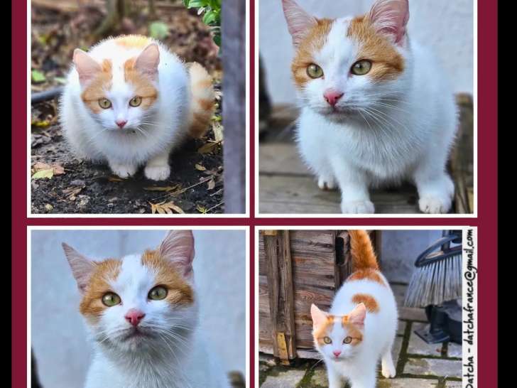 Prêt pour l’adoption : chaton mâle roux et blanc de 6 mois