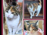 À adopter : chatte tricolore de 2 ans