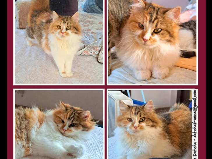 En attente d’adoption : chaton femelle tricolore de 5 mois