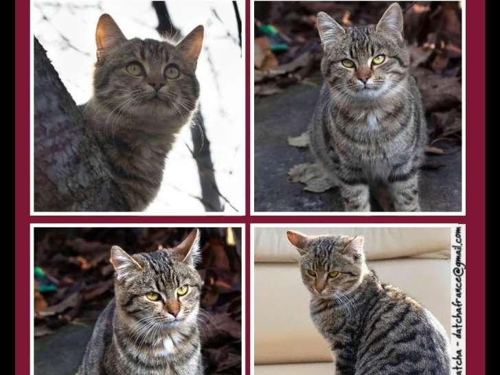 En quête d’un foyer : chaton femelle tigré gris de 8 mois