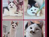Adoption disponible : chaton mâle tigré blanc de 9 mois
