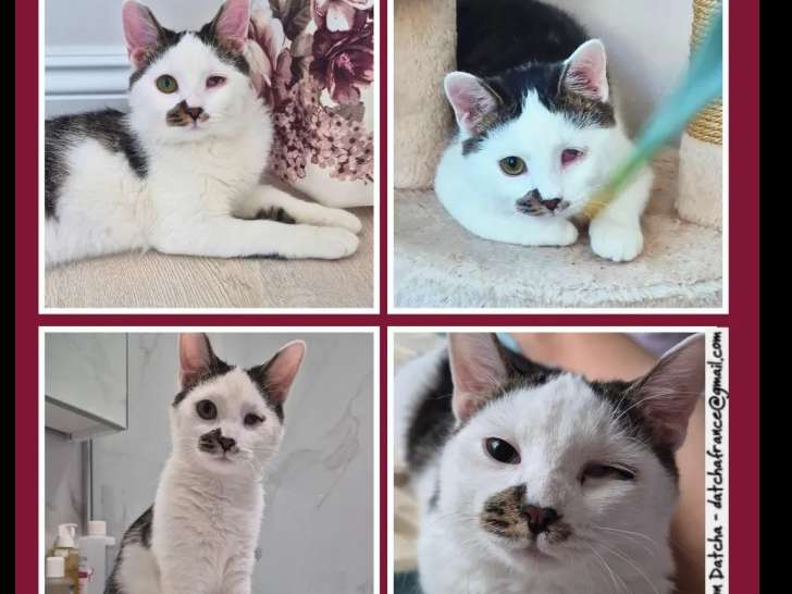 Adoption disponible : chaton mâle tigré blanc de 9 mois