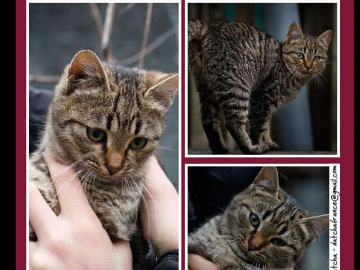 Prêt pour l’adoption : chaton femelle tigré de 7 mois