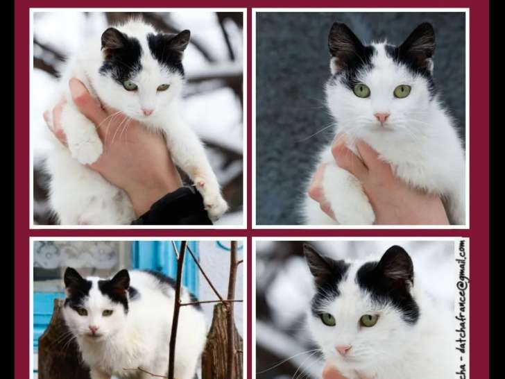 En attente d’un foyer : chatte noire et blanche d’un an