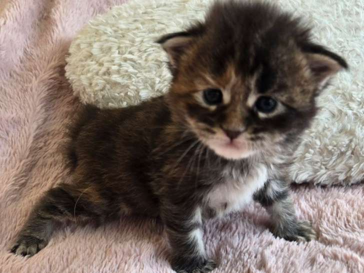 À réserver, 1 femelle et 2 mâles Maine Coon LOOF, nés en février 2026