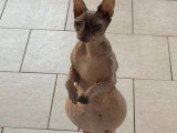 Chatons Donskoy à naître en avril 2026