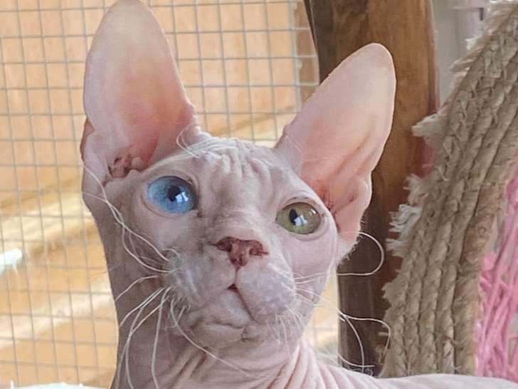 Chatons Donskoy à naître en 2026