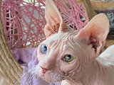 Chatons Donskoy à naître en 2026