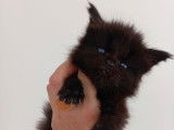 À réserver, femelle Maine Coon LOOF, noire, née en février 2026