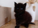 À réserver, femelle Maine Coon LOOF, noire, née en février 2026