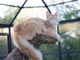 À vendre, femelle Maine Coon adulte, red aux yeux bleus, née en mai 2022