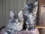 À réserver, 4 mâles et 2 femelles Maine Coon LOOF, nés en janvier 2026