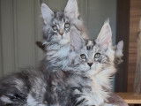 À réserver, 4 mâles et 2 femelles Maine Coon LOOF, nés en janvier 2026