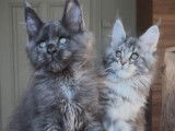 À réserver, 4 mâles et 2 femelles Maine Coon LOOF, nés en janvier 2026
