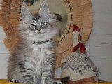 À vendre, mâle Maine Coon, black silver spotted, né en janvier 2026