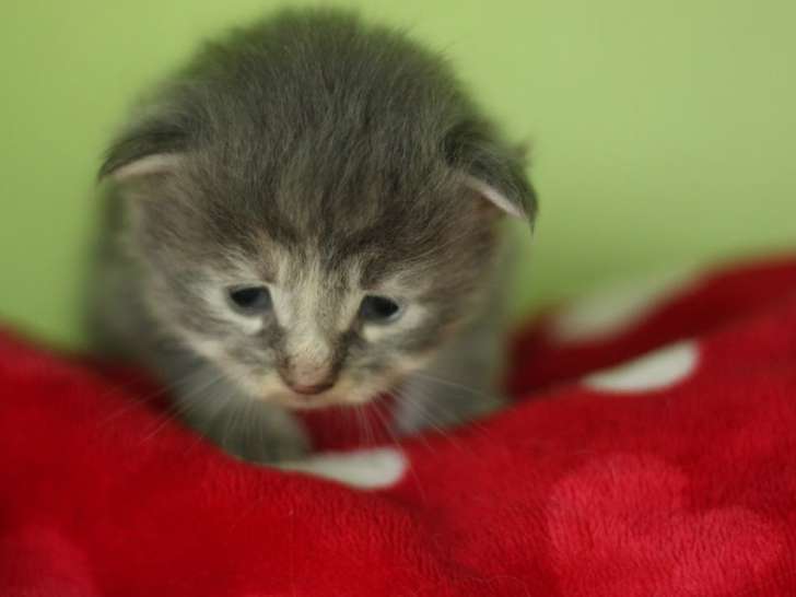 Femelle Maine Coon LOOF à réserver, bleue de février 2026