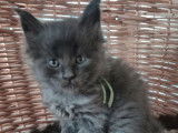 3 chatons Maine Coon LOOF à réserver, mâles bleu solide et bleu et blanc, nés en février 2026