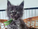 3 chatons Maine Coon LOOF à réserver, mâles bleu solide et bleu et blanc, nés en février 2026