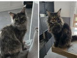 3 chatons Maine Coon LOOF à réserver, 1 mâle et 2 femelles de février 2026
