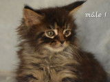 4 chatons Maine Coon à réserver (non LOOF)