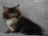 4 chatons Maine Coon à réserver (non LOOF)